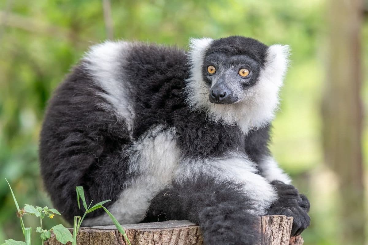 A black and white ruffed lemur sits on a tree stump looking off to the side